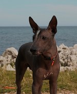 Перуанская голая собака на фоне океана