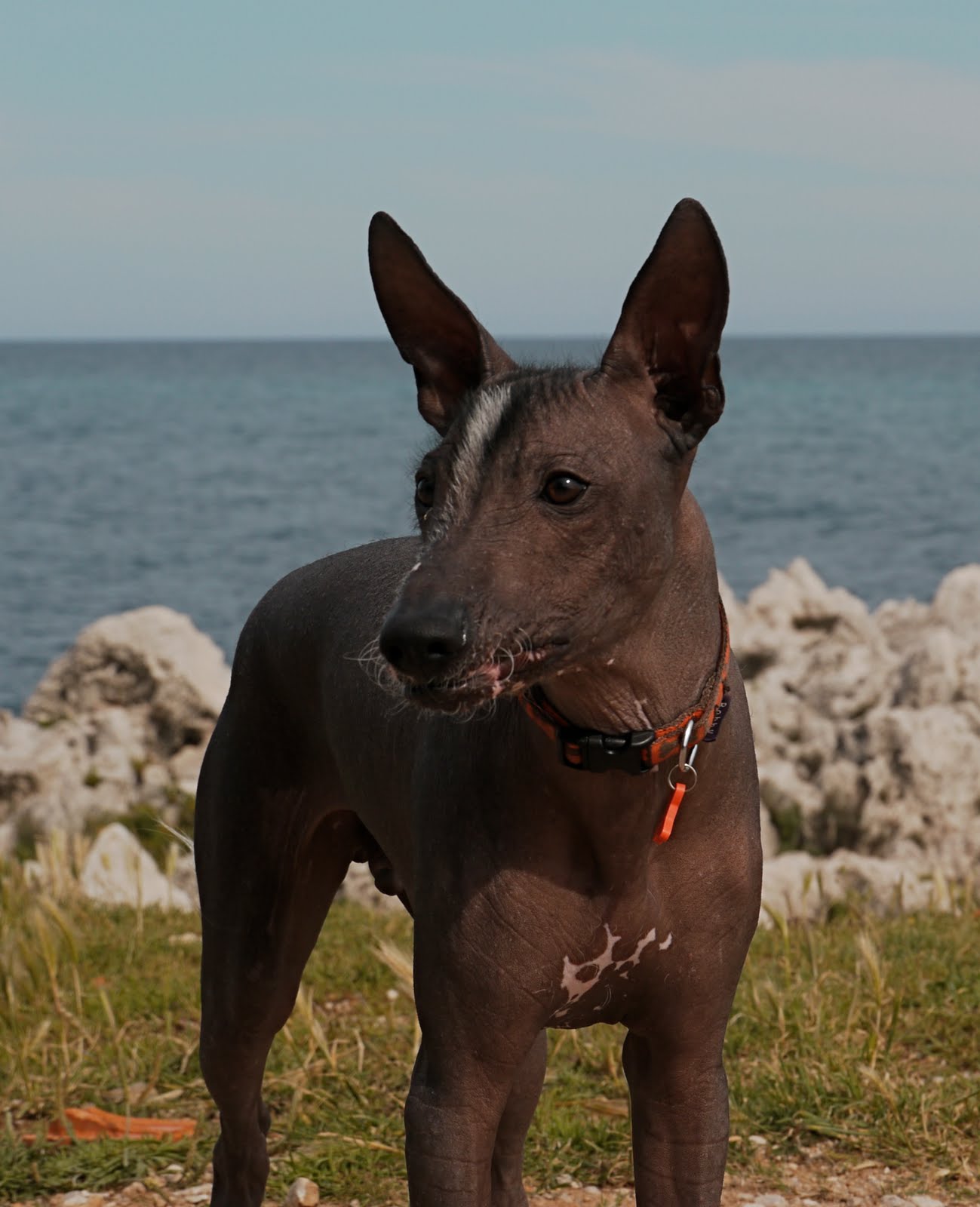 Перуанская голая собака на фоне океана фото
