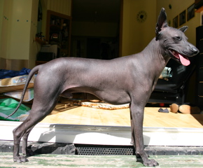 Peruvian Hairless Dog wallpaper