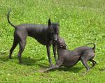 Peruvian Hairless Dogs