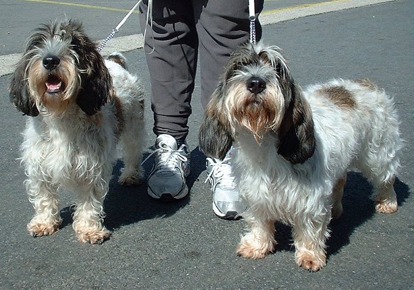 Basset Griffon Vendéen, Petit wallpaper