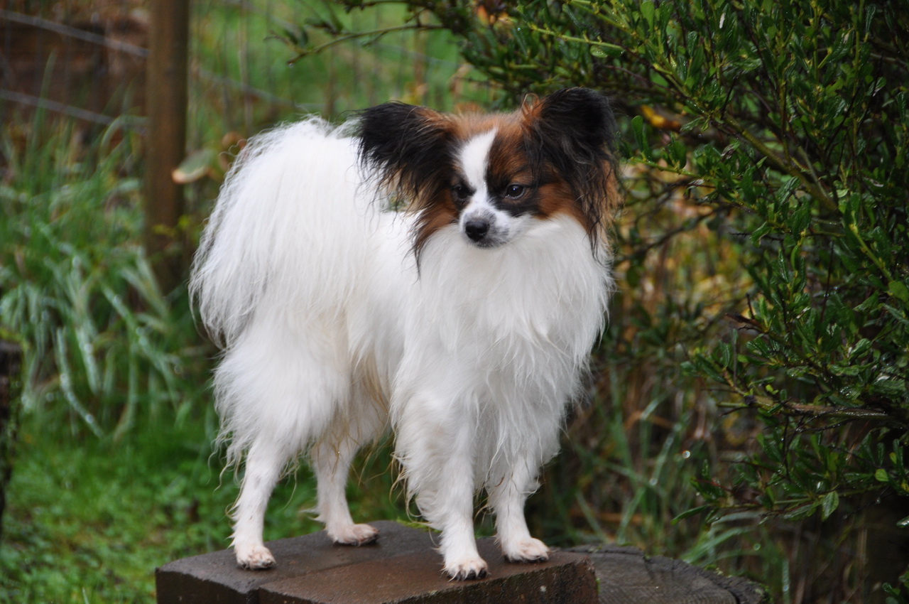 Phalène dog in the forest photo and wallpaper. Beautiful Phalène dog in