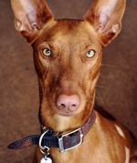 Pharaoh Hound dog face