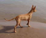 Pharaoh Hound dog near the water