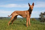 Pharaoh Hound dog on the field