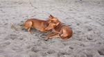 Pharaoh Hound dogs on the beach