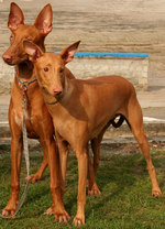 Pharaoh Hound dogs