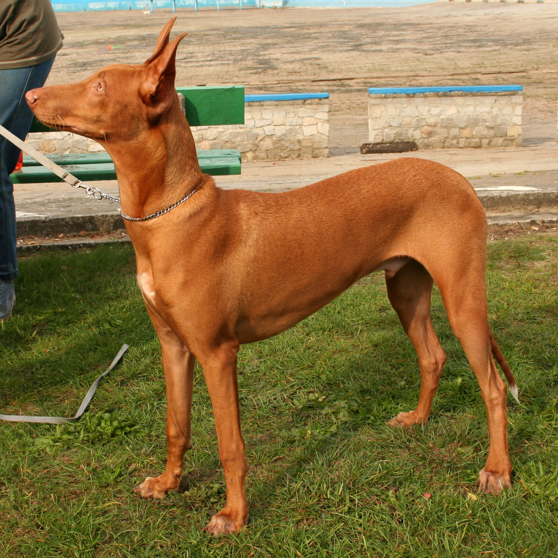 Pharaoh Hound wallpaper