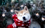 Akita Inu wearing a scarf