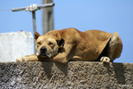 Cao Fila de Sao Miguel dog sleeping on the roof