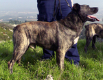 Cao Fila de Sao Miguel dog with the owner