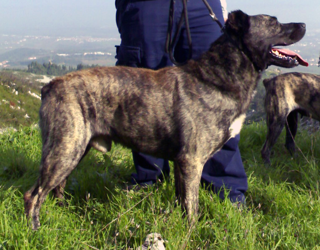 Cao Fila de Sao Miguel dog with the owner photo and wallpaper. Beautiful Cao Fila de Miguel dog with the owner pictures