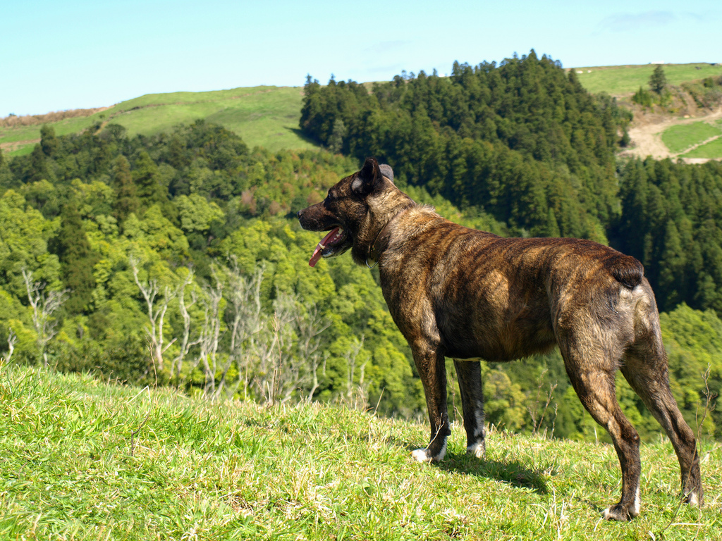 Азорская пастушья собака фото