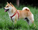 Fawn Akita Inu on the grass