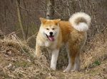 Akita Inu at the autumn forest