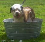 Alapaha Blue Blood Bulldog bathing