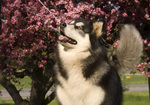 Alaskan Malamute against the sakura