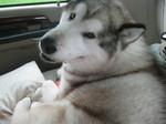 Alaskan Malamute in the car