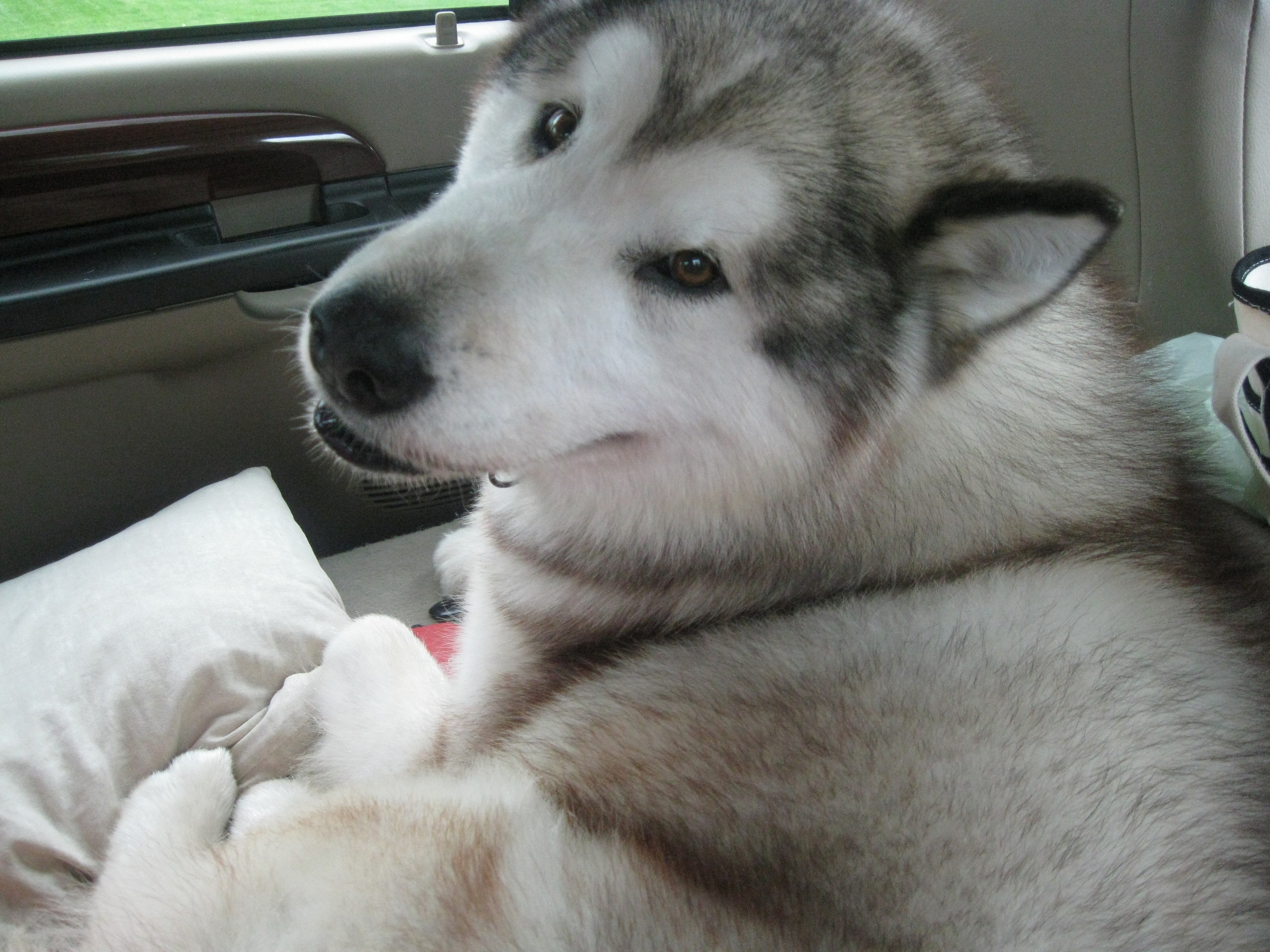 grey and white alaskan malamute