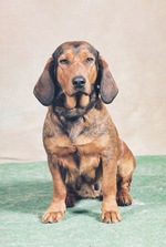 Alpine Dachsbracke girl