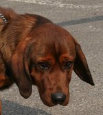 Alpine Dachsbracke with lovely eyes