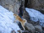 American Akita at the waterfall