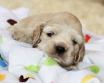 American Cocker Spaniel puppy