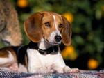 American Foxhound puppy