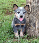 Australian Cattle Dog puppy