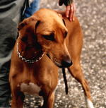 Azawak dog with master