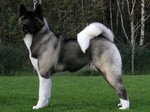 Big American Akita