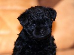 Black Affenpinscher puppy