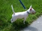 Bull Terrier (Miniature) Henry