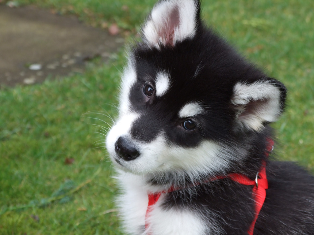 black alaskan malamute puppies