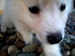 Cute American Eskimo Dog face