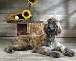 Gray Afghan Hound