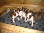 Lovely American Staffordshire Terrier puppies