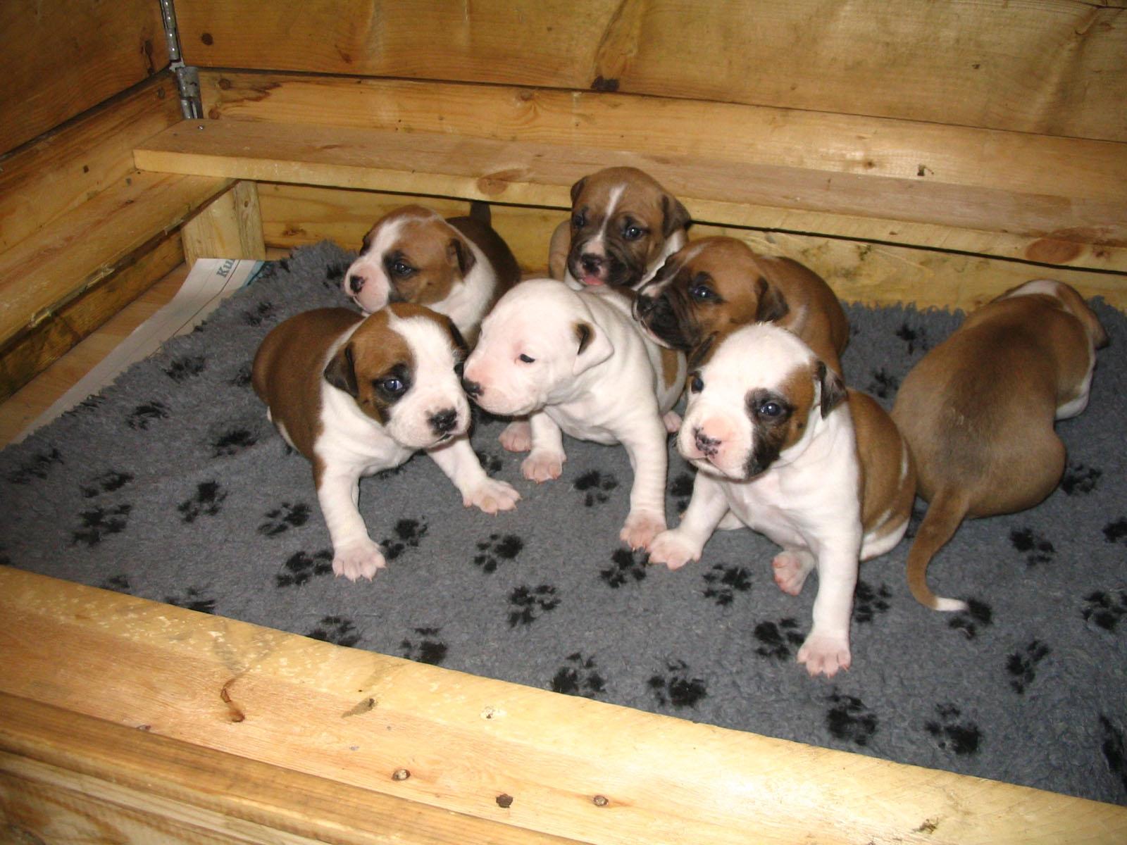 Lovely American Staffordshire Terrier puppies photo and wallpaper