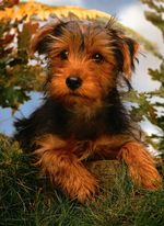 Nice Airedale Terrier puppy