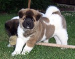 Nice American Akita puppies