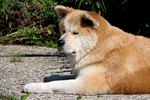 Old Akita Inu dog