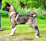 Perfect American Akita