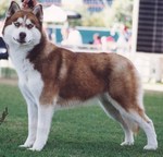 Red Alaskan Malamute