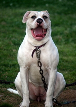 Sitting American Bulldog 