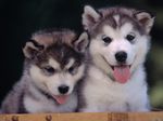 Two Alaskan Malamute puppies