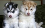 Two funny Akita Inu puppies