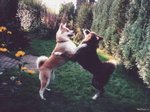 Two playing Akita Inu 