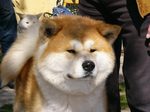 Very nice Akita Inu Sam