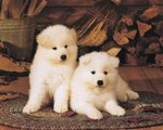 Two white American Akita puppies