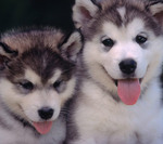 Alaskan Malamute puppies 